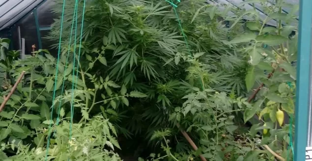 Duża plantacja marihuany w Kozach